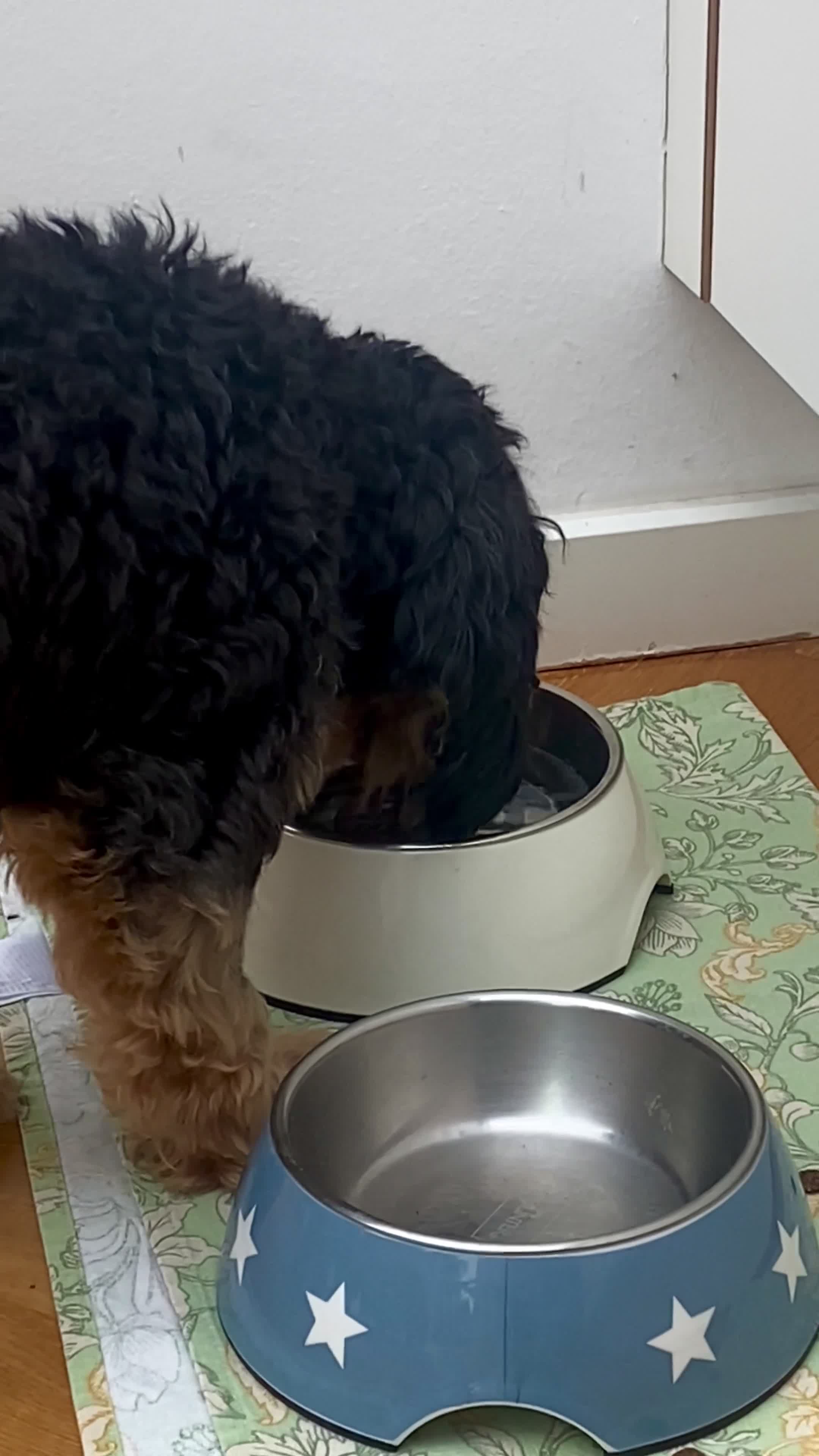 Vorschaubild zum Video „Unser Gasthund liebt Aquionwasser“