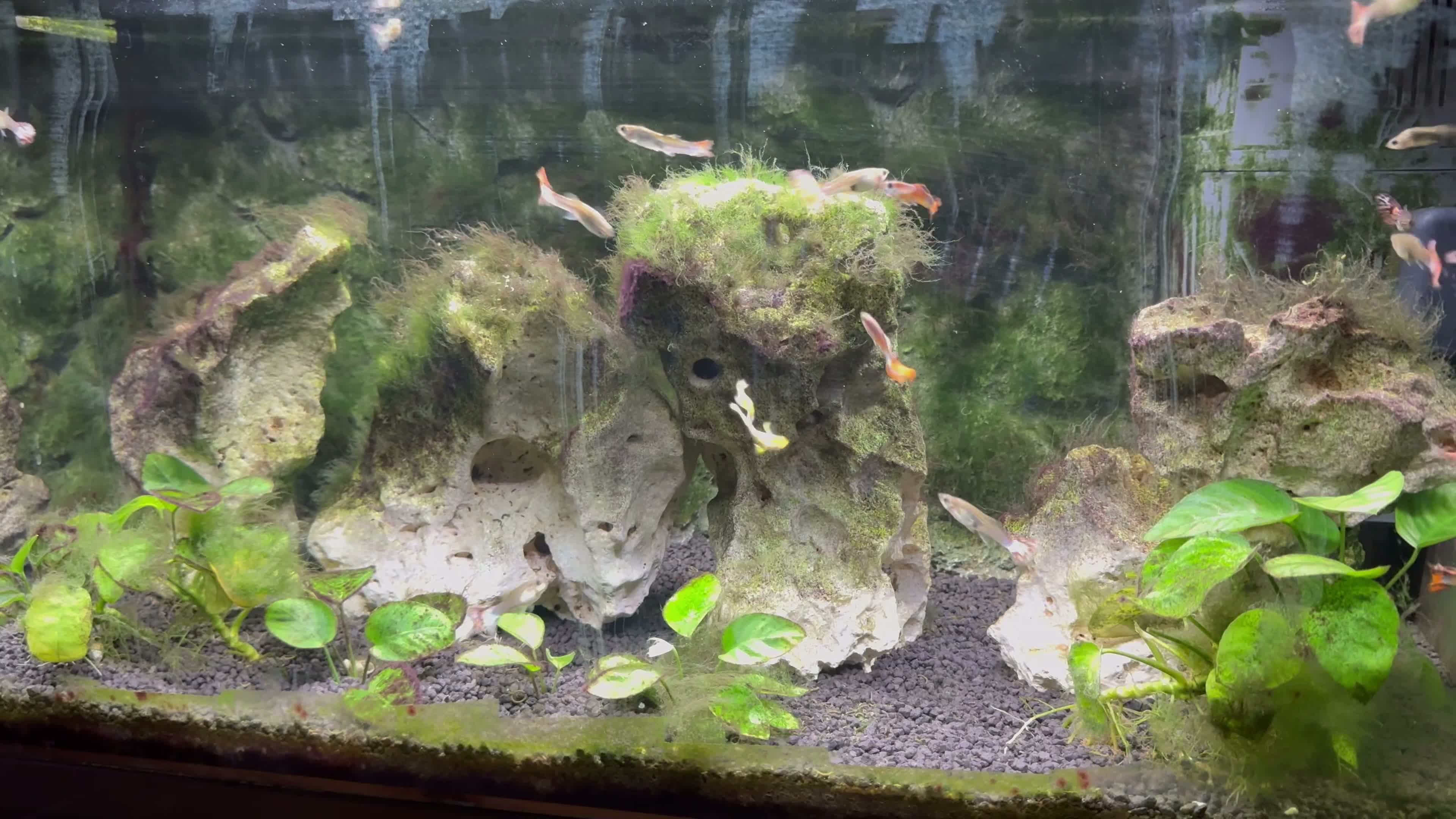 Vorschaubild zum Video „Auch Fische lieben Aquion Wasser“