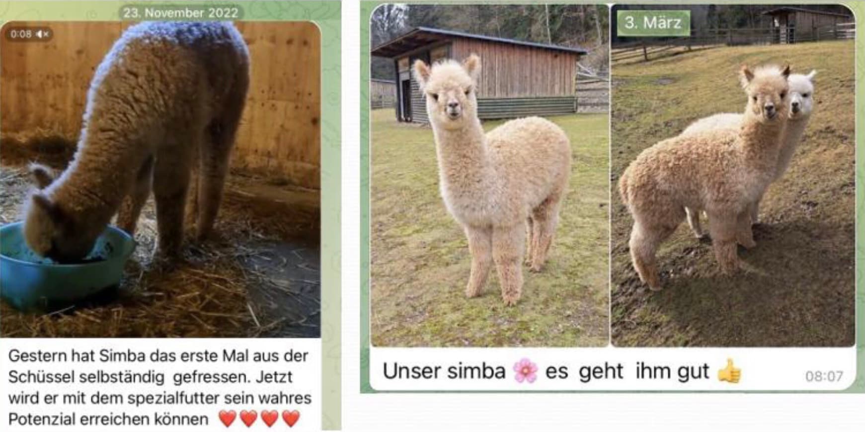 Bild zur Geschichte „Alpaka Simba“